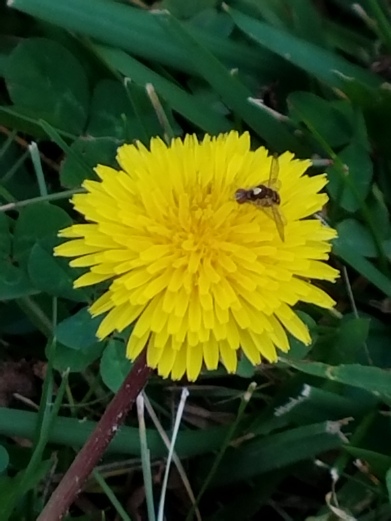 yellowflowerbugpic